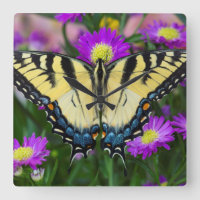 Swallowtail Butterfly op madeliefje