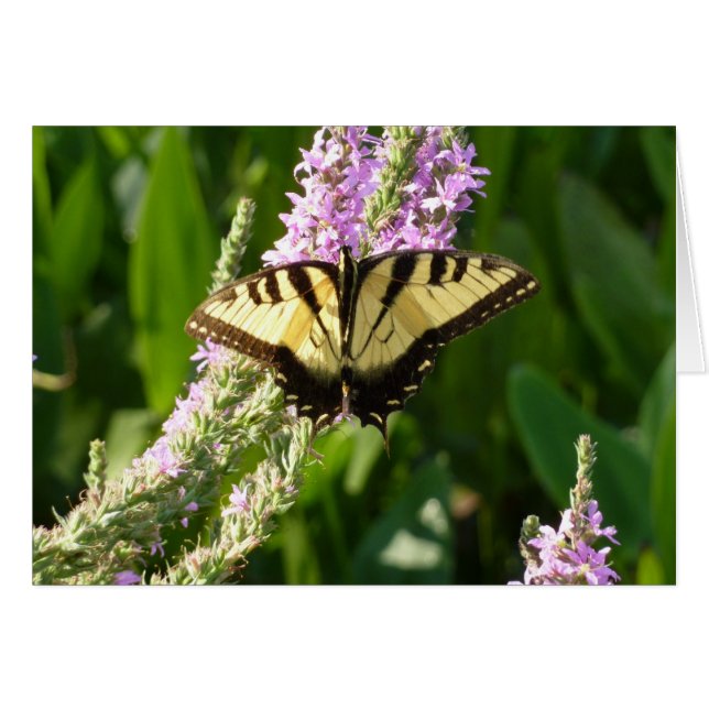 Swallowtail Butterfly op Paarse wilde bloemen (Voorkant Horizontaal)