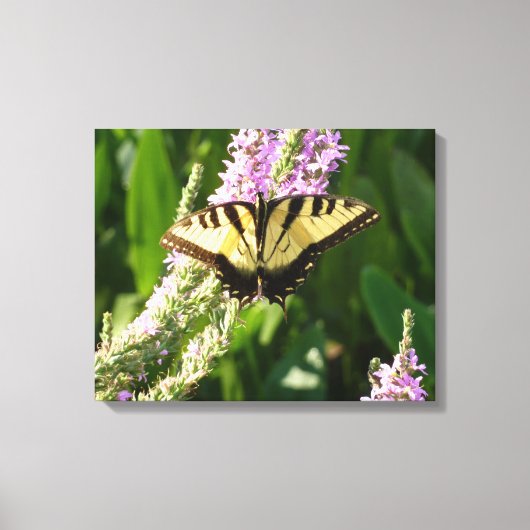 Swallowtail Butterfly op Paarse wilde bloemen Canvas Afdruk (Voorkant)