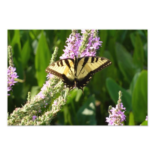 Swallowtail Butterfly op Paarse wilde bloemen Foto Afdruk (Voorkant)