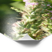 Swallowtail Butterfly op Paarse wilde bloemen Foto Afdruk (Hoek)