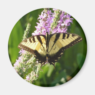 Swallowtail Butterfly op Paarse wilde bloemen Magneet