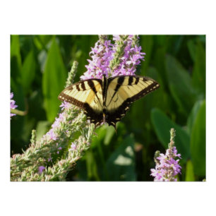 Swallowtail Butterfly op Paarse wilde bloemen Perfect Poster