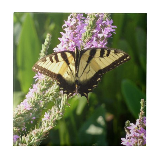 Swallowtail Butterfly op Paarse wilde bloemen Tegeltje (Voorkant)