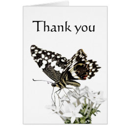 Swallowtail Butterfly Pered in white