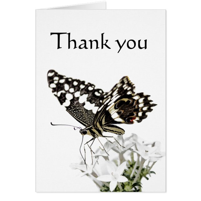 Swallowtail Butterfly Pered in white (Voorkant)