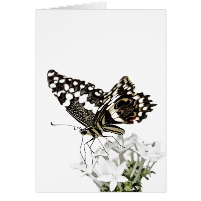 Swallowtail Butterfly Pered in white (Voorkant)