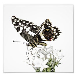 Swallowtail Butterfly Pered in white Foto Afdruk