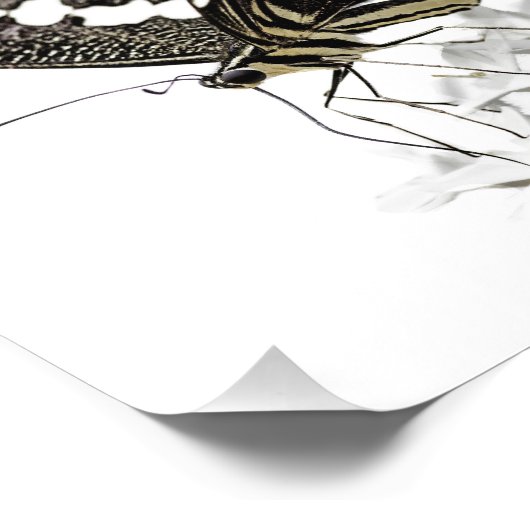 Swallowtail Butterfly Pered in white Foto Afdruk (Hoek)