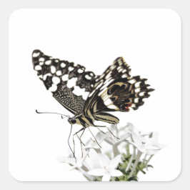 Swallowtail Butterfly Pered in white Vierkante Sticker