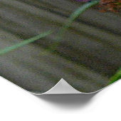 Swallowtail Butterfly Poster (Hoek)