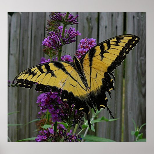 Swallowtail Butterfly Poster (Voorkant)