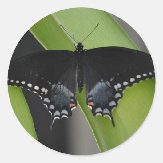 Swallowtail Butterfly Sticker (Voorkant)