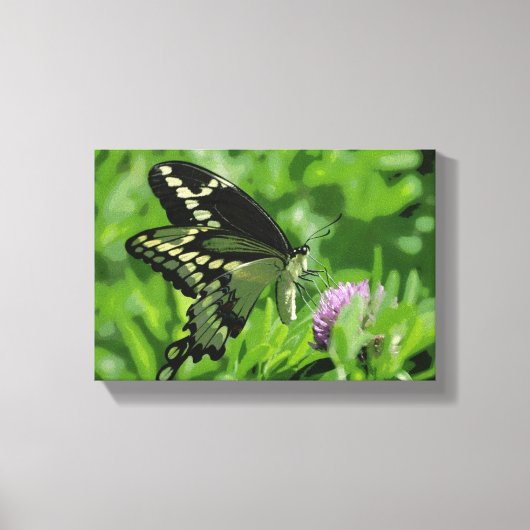 Swallowtail Butterfly Stretched Canvas Print (Voorkant)
