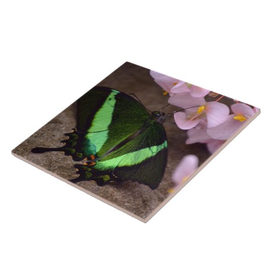 Swallowtail Butterfly Tegel Tegeltje (Zijkant)