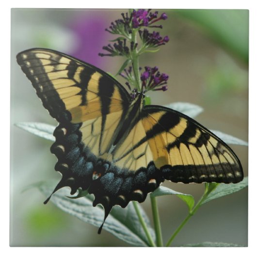Swallowtail Butterfly Tile Tegeltje (Voorkant)