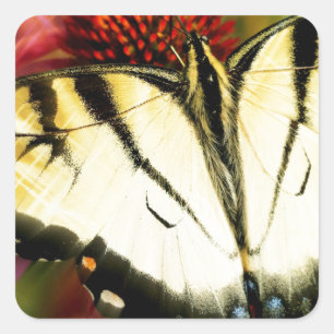 Swallowtail Butterfly Vierkante Sticker