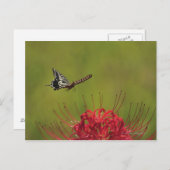 Swallowtail Butterfly vliegend nabij flower, Chiba Briefkaart (Voorkant / Achterkant)