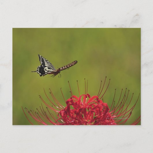 Swallowtail Butterfly vliegend nabij flower, Chiba Briefkaart (Voorkant)