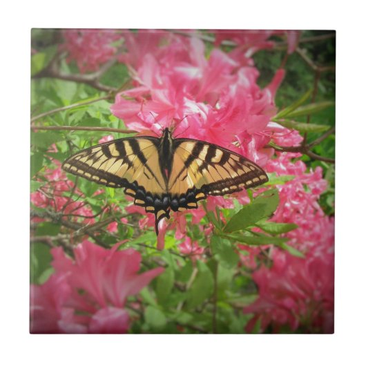 Swallowtail Butterfly zit op roze Azaleas Tegeltje (Voorkant)