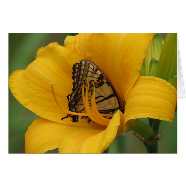 Swallowtail Lily - Butterfly (Voorkant Horizontaal)