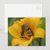 Swallowtail Lily - Butterfly Briefkaart (Voorkant / Achterkant)