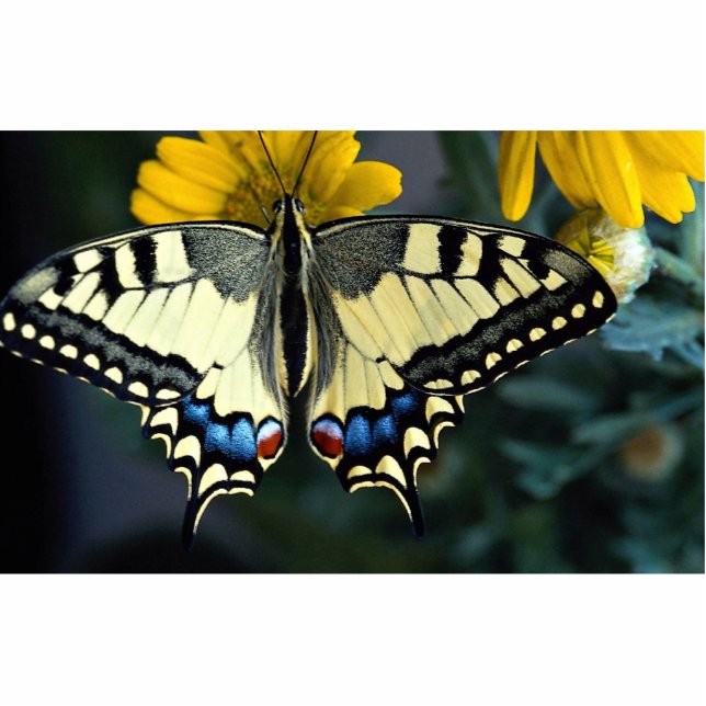 Swallowtail, Papilio machaon Staand Fotobeeldje (Voorkant)