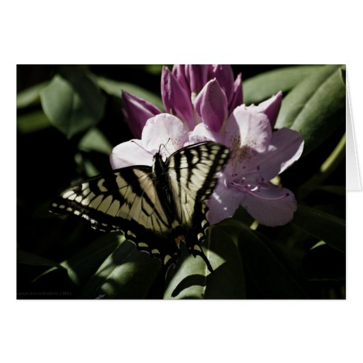 Swallowtail & Rhododendron Kaart (Voorkant Horizontaal)