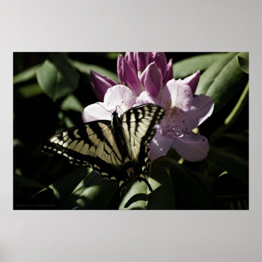 Swallowtail & Rhododendron Print (Voorkant)