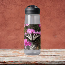 Swallowtail Vlinder Natuur Foto