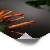 Swallowtail vlinder op bloem foto poster (Hoek)