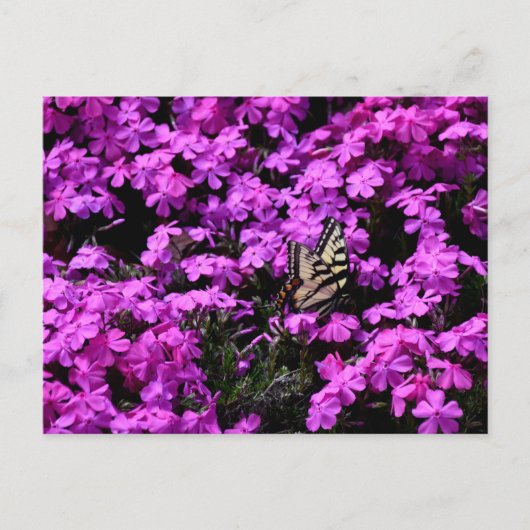 Swallowtail vlinder op bloembed briefkaart (Voorkant)