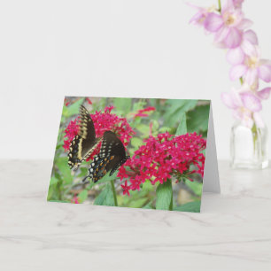 Swallowtail vlinders op rode penta bloemen kaart