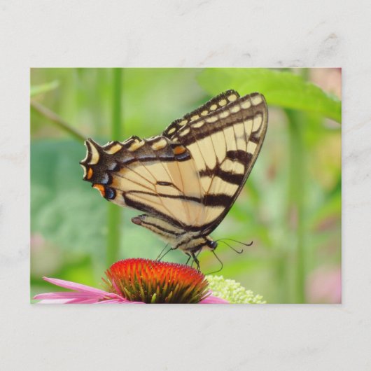 Swallowtail World Briefkaart (Voorkant)