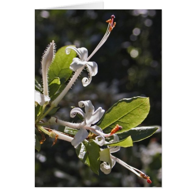 Swamp Azalea (Voorkant)