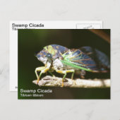 Swamp Cicada Briefkaart (Voorkant / Achterkant)