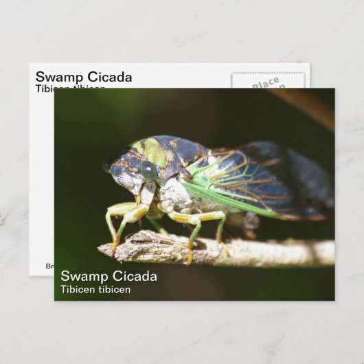 Swamp Cicada Briefkaart (Voorkant / Achterkant)