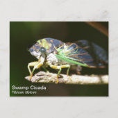 Swamp Cicada Briefkaart (Voorkant)