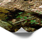 Swamp Cypress Trees Forest Poster (Hoek)