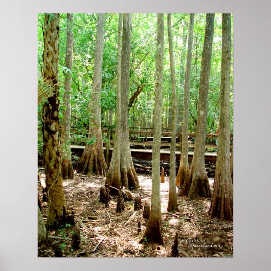 Swamp Cypress Trees Forest Poster (Voorkant)