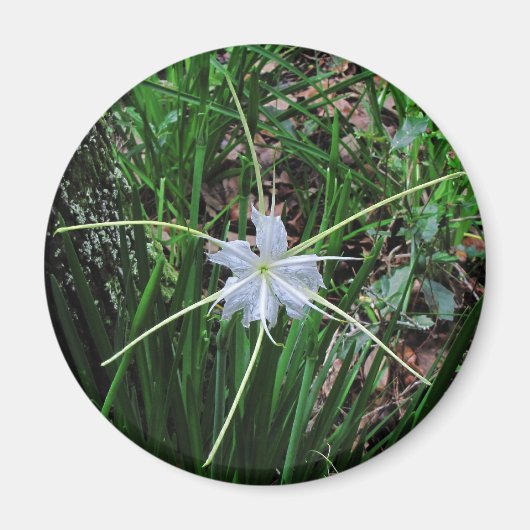 Swamp Lily Magneet (Voorkant)