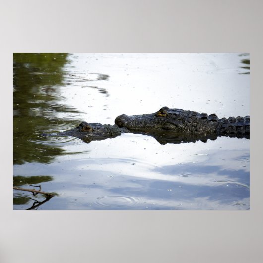 Swamp Lovin Poster (Voorkant)
