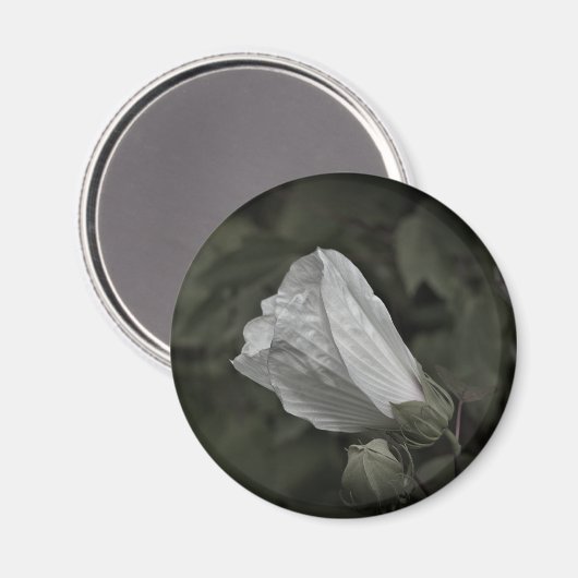 Swamp Roos Mallow koelkastmagneet Magneet (Voorkant / Achterkant)