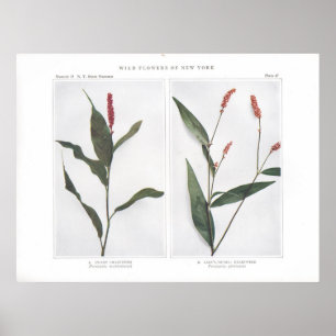 Swamp Smartweed - Persicaria muhlenbergii Poster