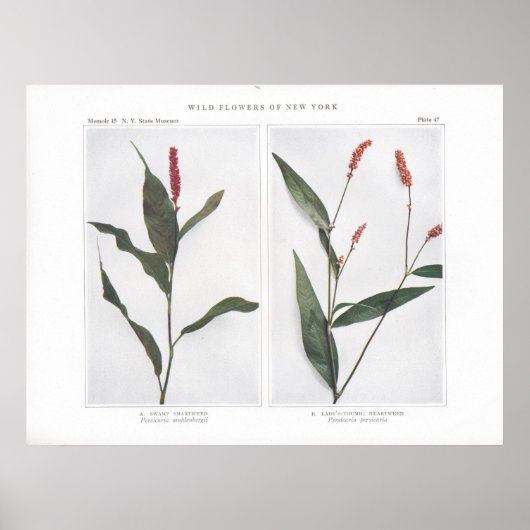 Swamp Smartweed - Persicaria muhlenbergii Poster (Voorkant)