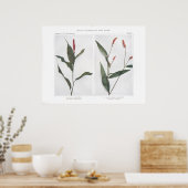 Swamp Smartweed - Persicaria muhlenbergii Poster (Keuken)