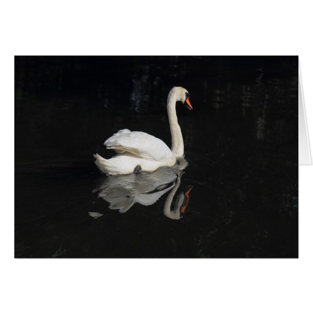 Swan (Voorkant Horizontaal)
