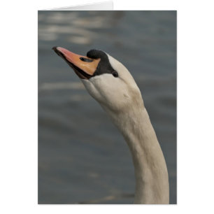 Swan