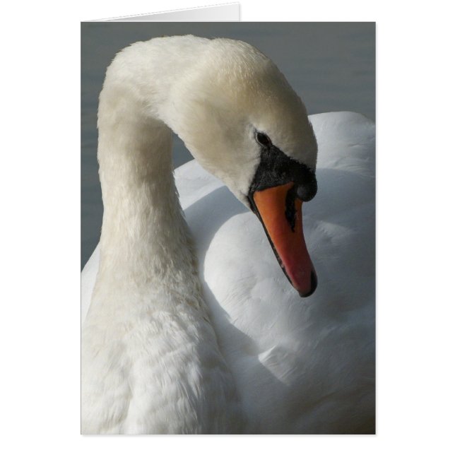 Swan (Voorkant)