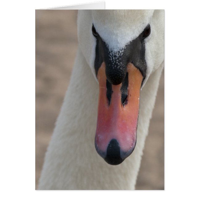 Swan (Voorkant)